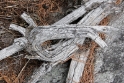 Gnarled trees, Aletsch Switzerland 15